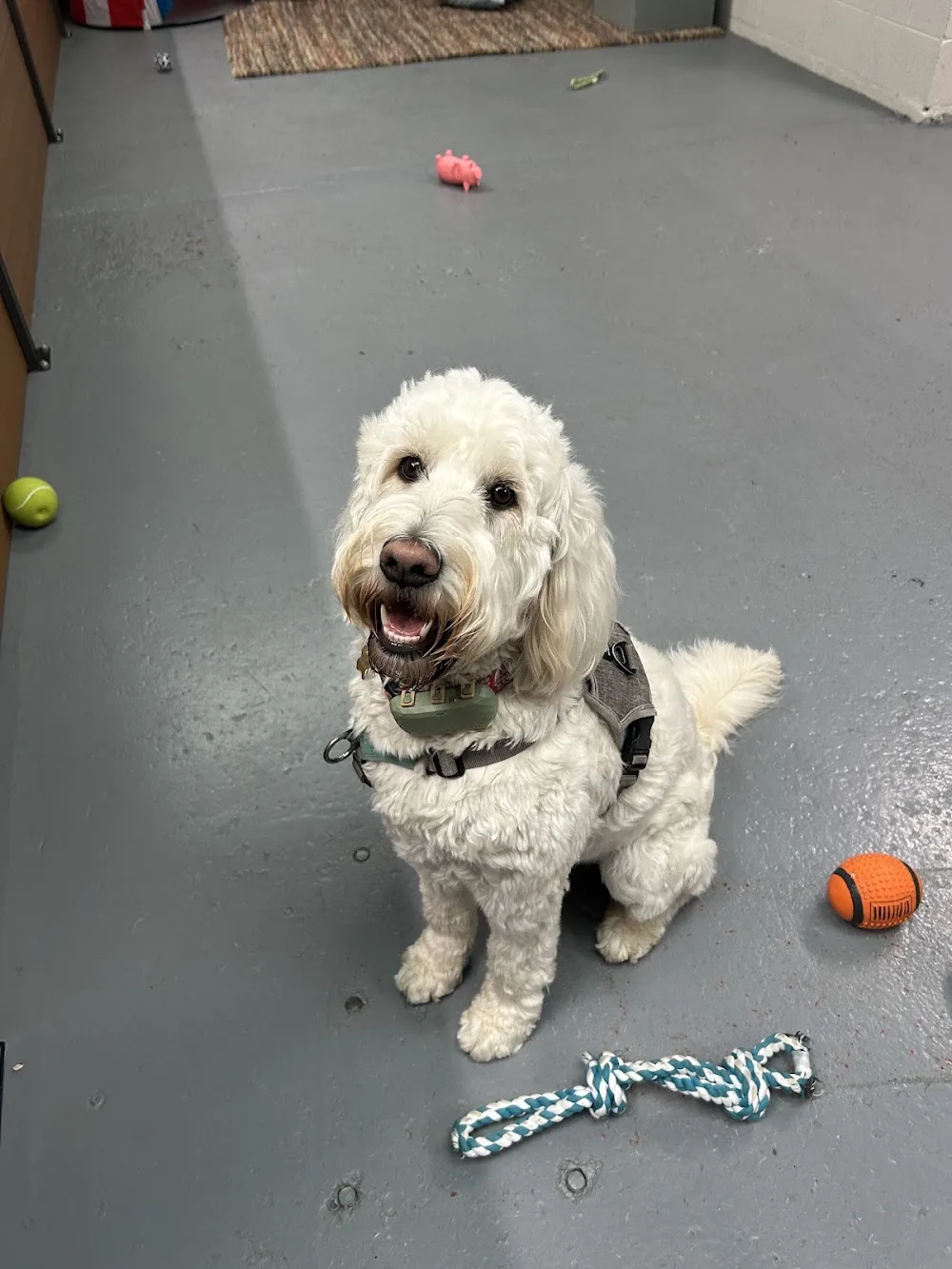 Clonsilla Canines - Dublin pet otel görseli 3