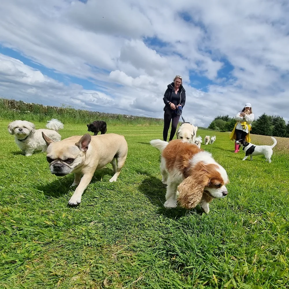 Doonane Dog Grooming & Boarding Kennels - Dublin pet otel görseli 3