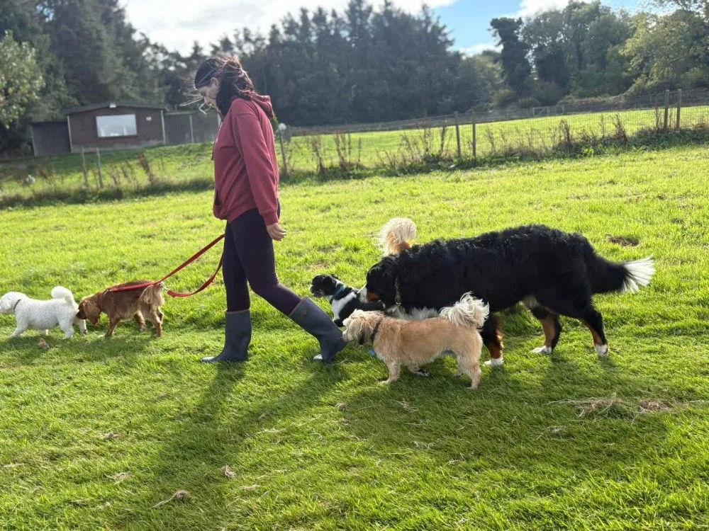 Doonane Dog Grooming & Boarding Kennels - Dublin pet otel görseli 6