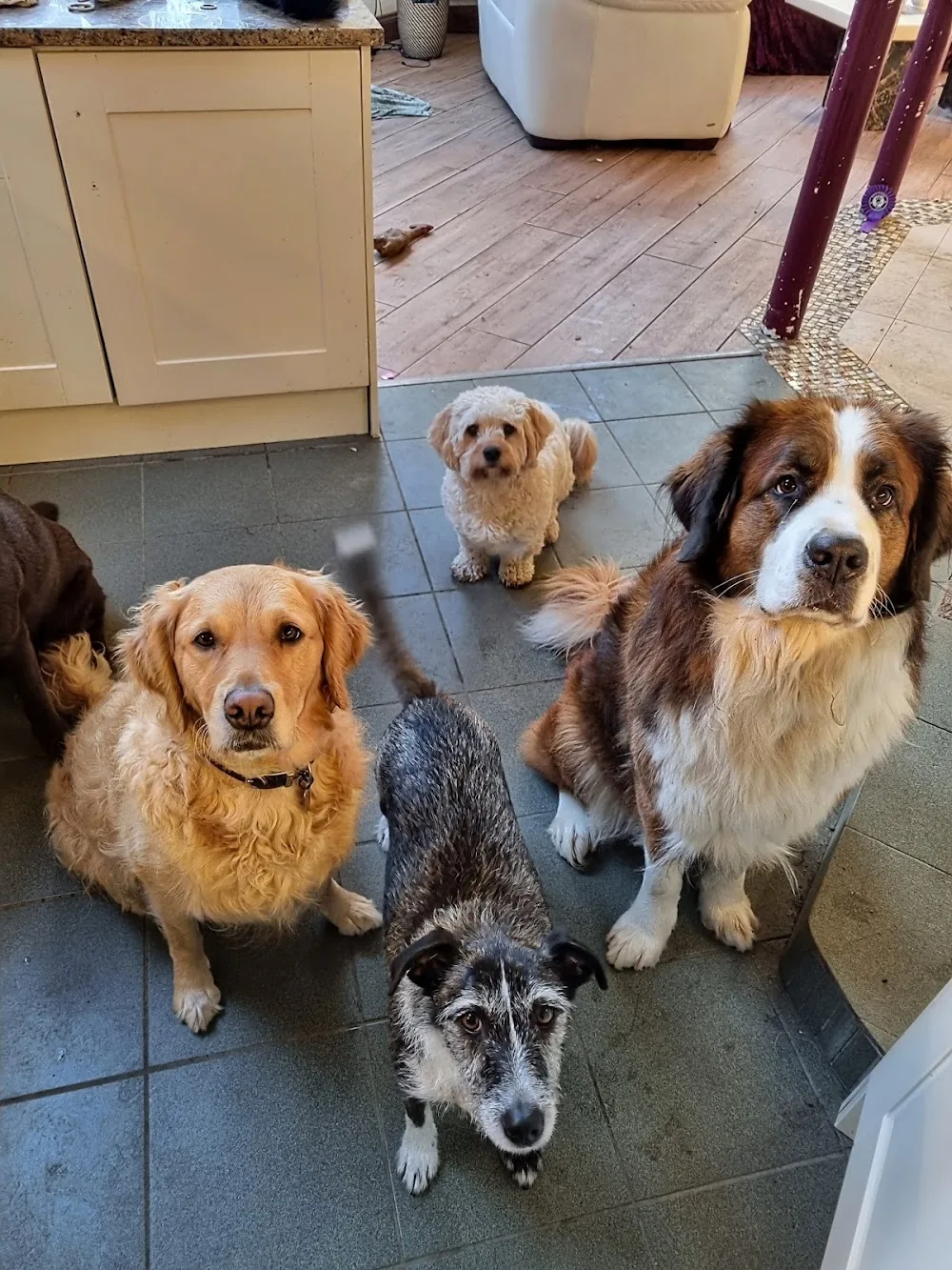 GemDogs - Dublin pet otel görseli 7