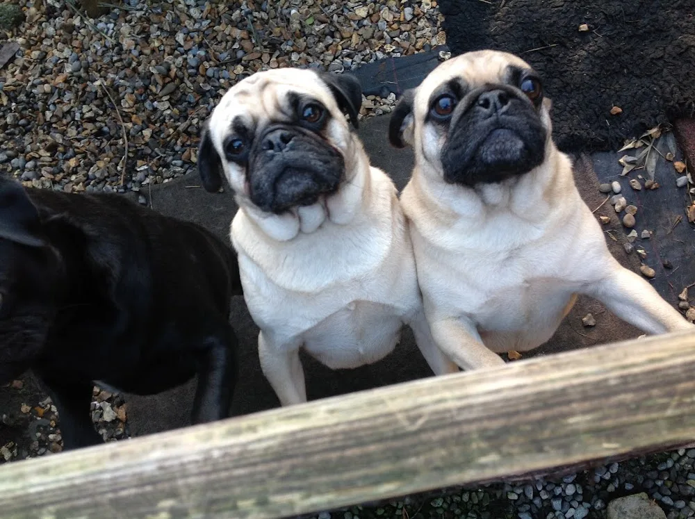 Hilton 5 Star Doggie Daycare - Dublin pet otel görseli 3