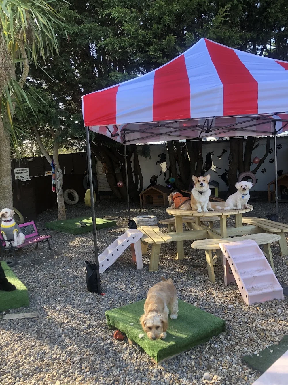 Hilton 5 Star Doggie Daycare - Dublin pet otel görseli 6