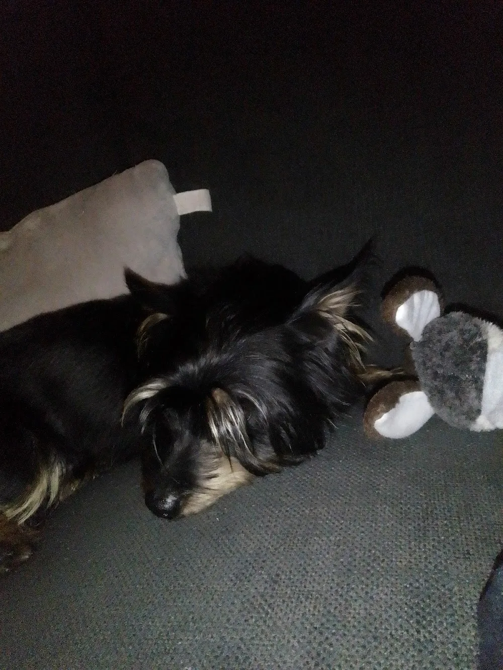 Hollybarn Dog Training Dublin Puppy Training Dublin, Behaviour and Home from Home Boarding Ireland - Dublin pet otel görseli 3