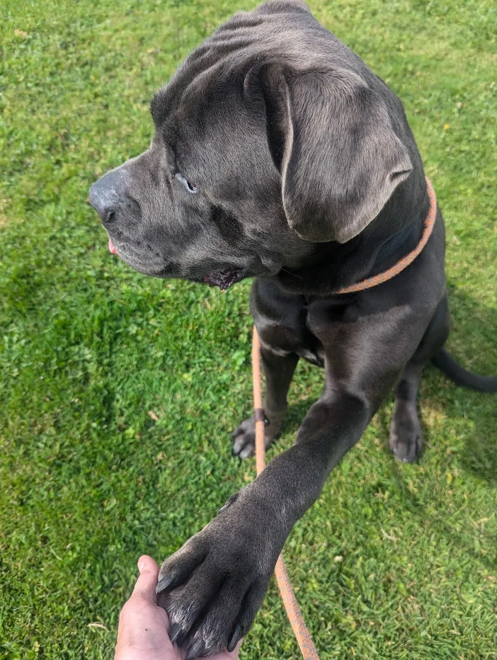 Hollygrove Kennels Newcastle - Dublin pet otel görseli 3