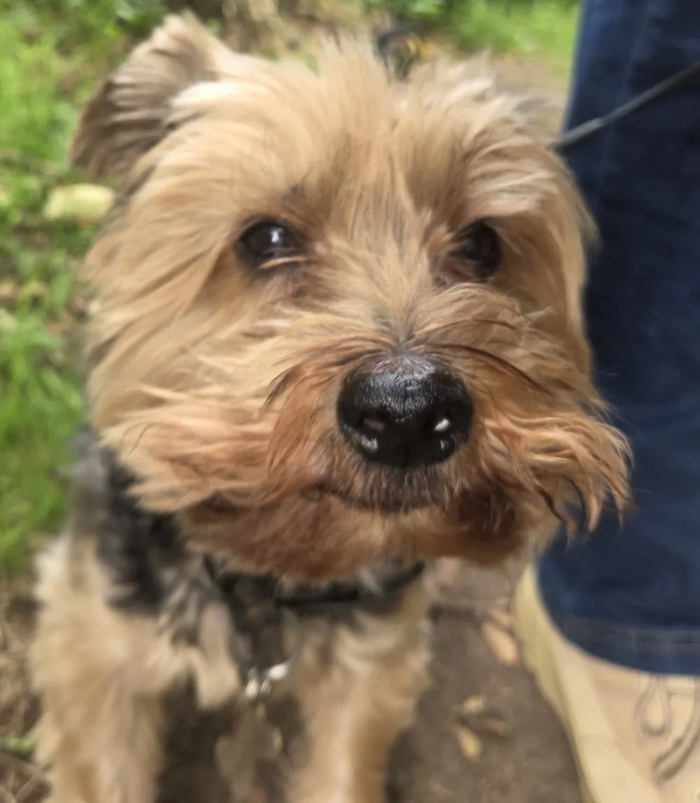 Little Delights Dog Boarding (Blackrock, Co. Dublin) - Dublin pet otel görseli 2