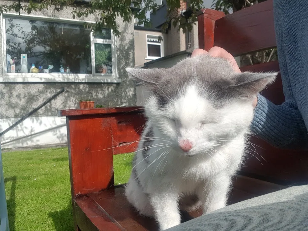 Lulu's Cat Sitting Dublin - Dublin pet otel