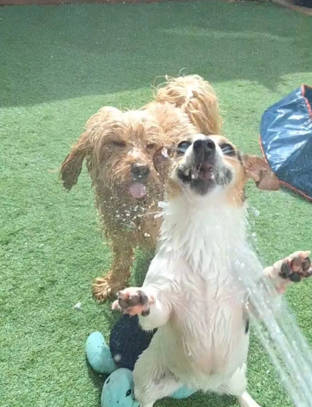 Mandy's Fairy Tails Doggie Day Care - Dublin pet otel görseli 2