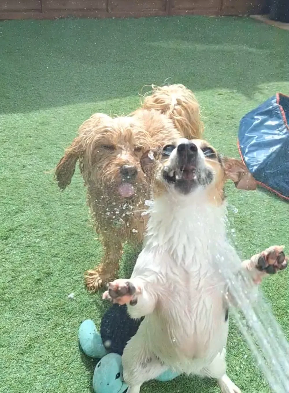 Mandy's Fairy Tails Doggie Day Care - Dublin pet otel görseli 3