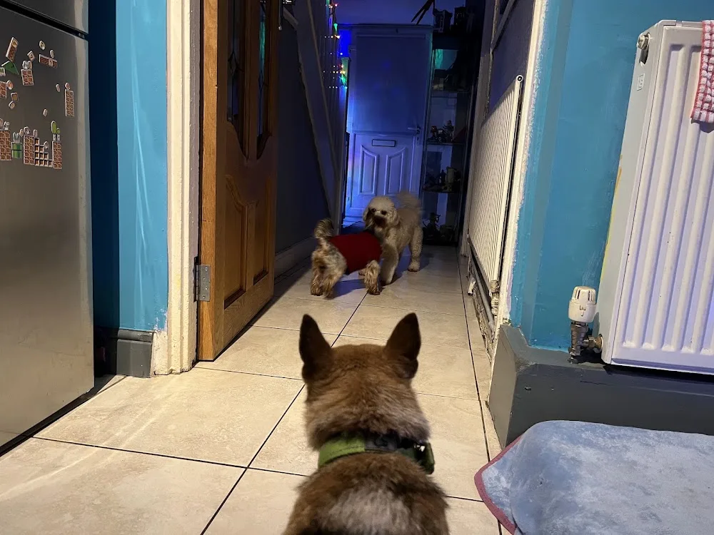Rafferty’s Canine Home Boarding - Dublin pet otel görseli 3