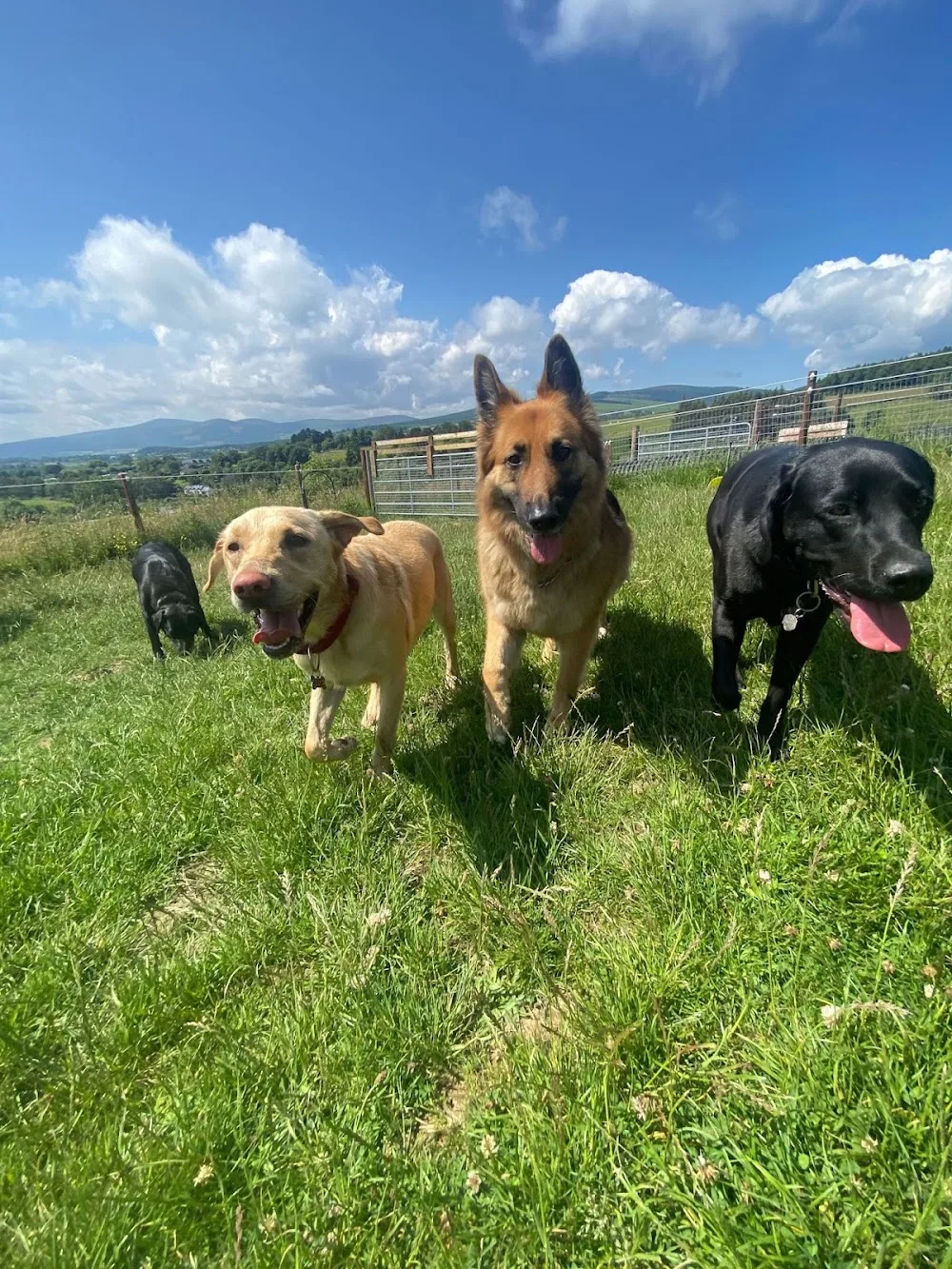 Runamutt Doggy Daycare - Dublin pet otel