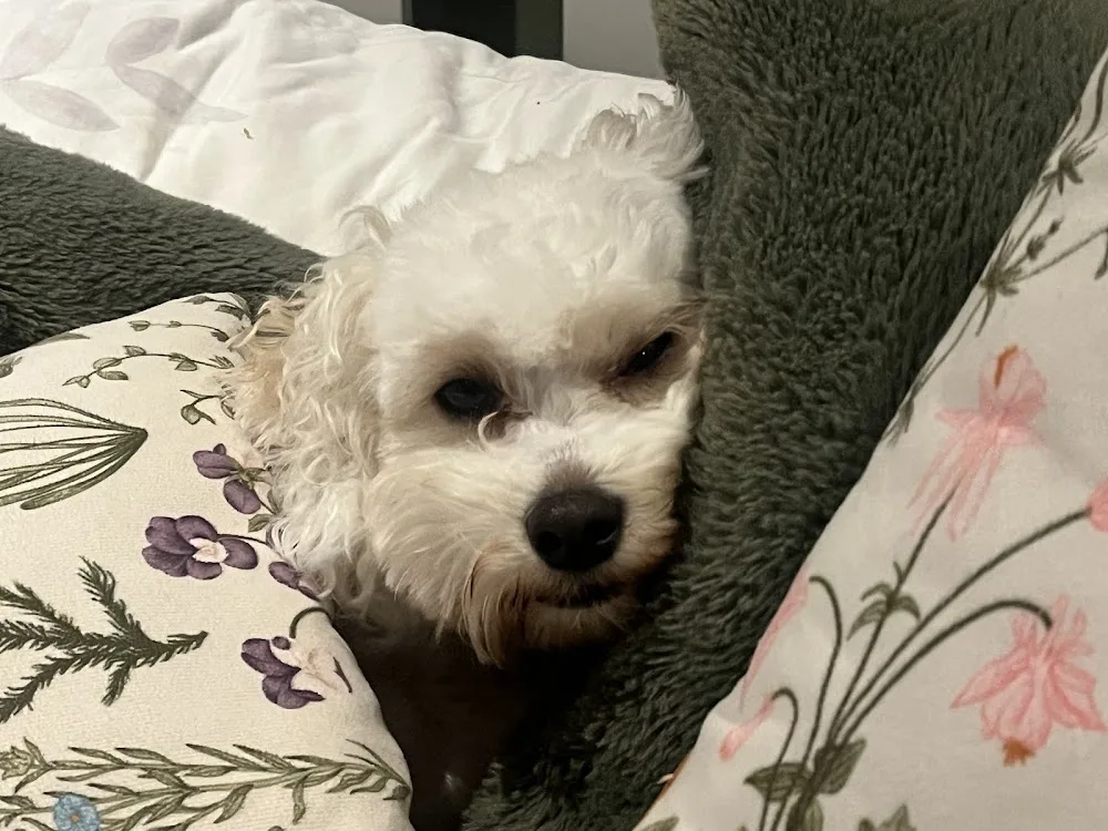 Sophie's Pet Services - Dublin pet otel