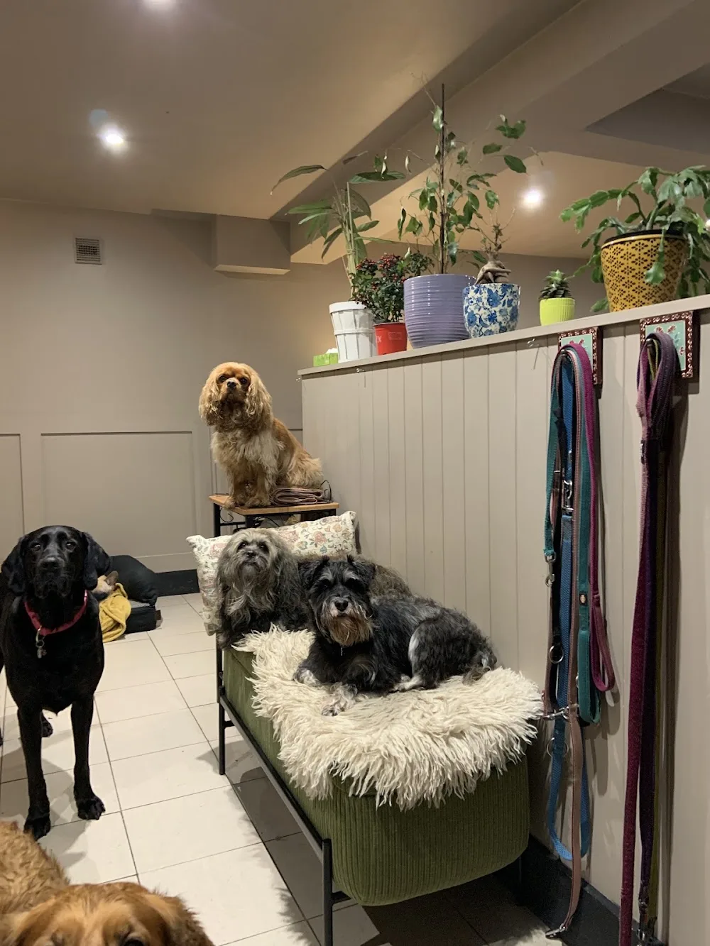 South Bark - Dublin pet otel görseli 3