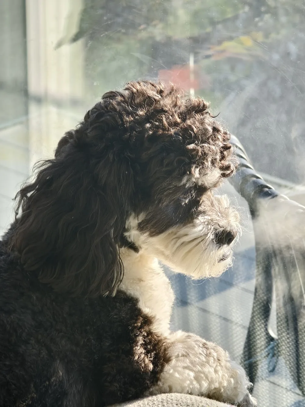 The Canine Centre - Dublin pet otel görseli 3