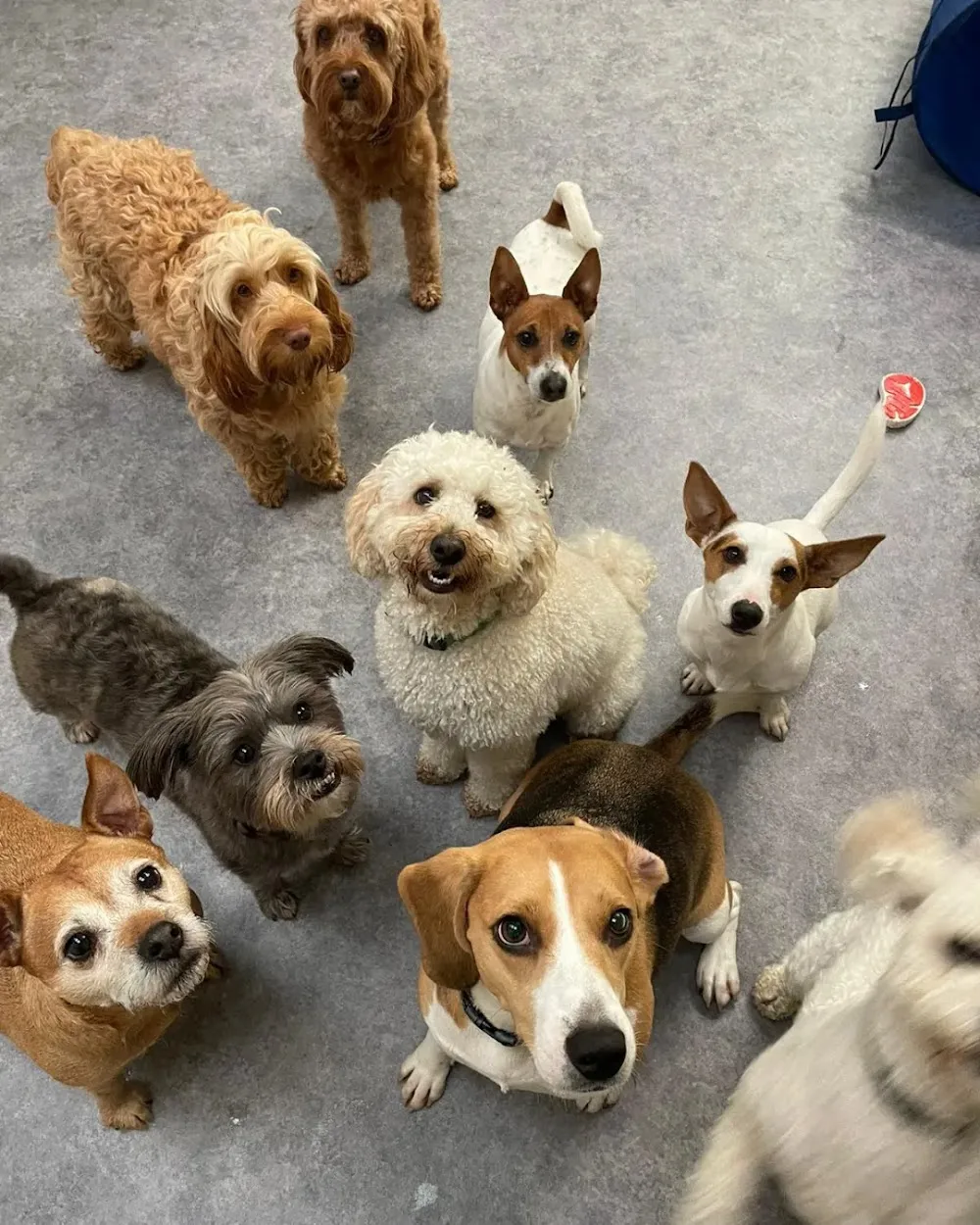 The Happy Dog House - Dublin pet otel