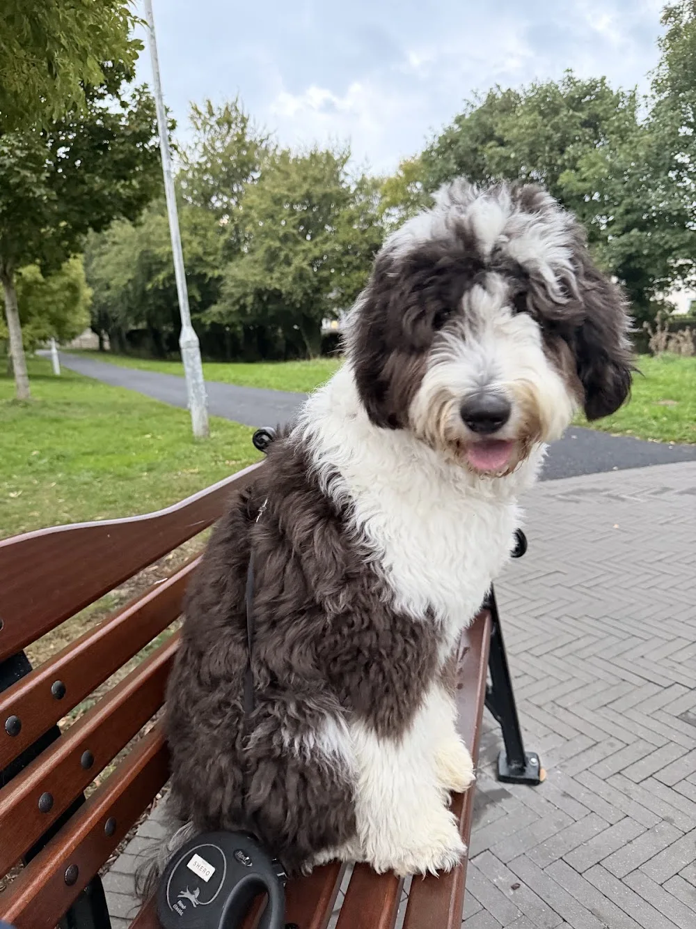 The Snug Pup - Dublin pet otel