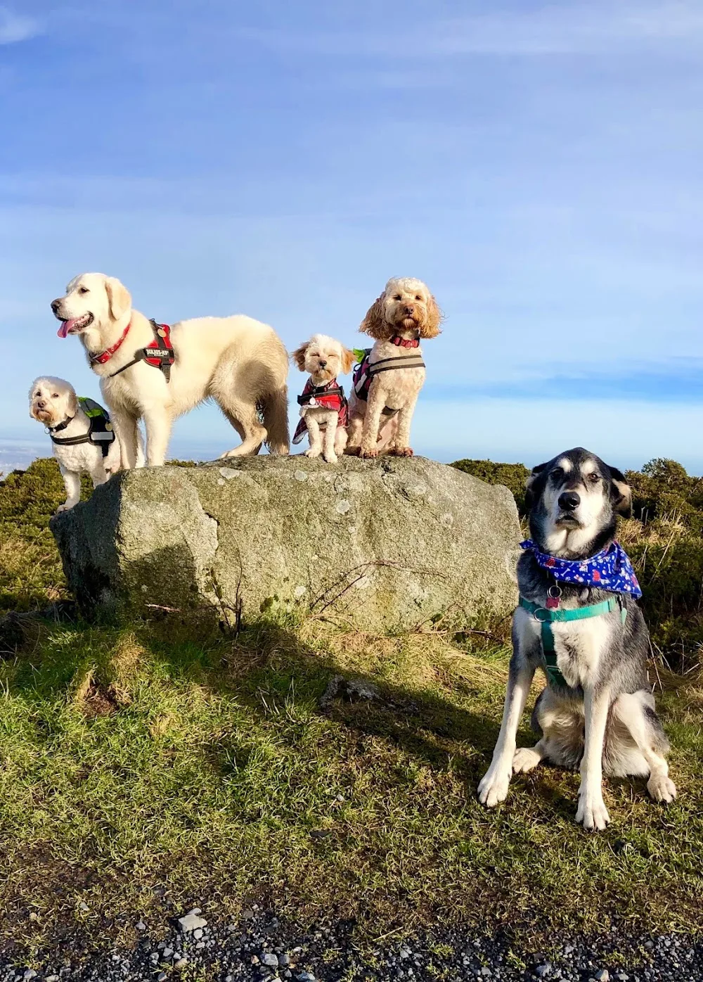 Woof Doggie Day Care - Dublin pet otel görseli 7