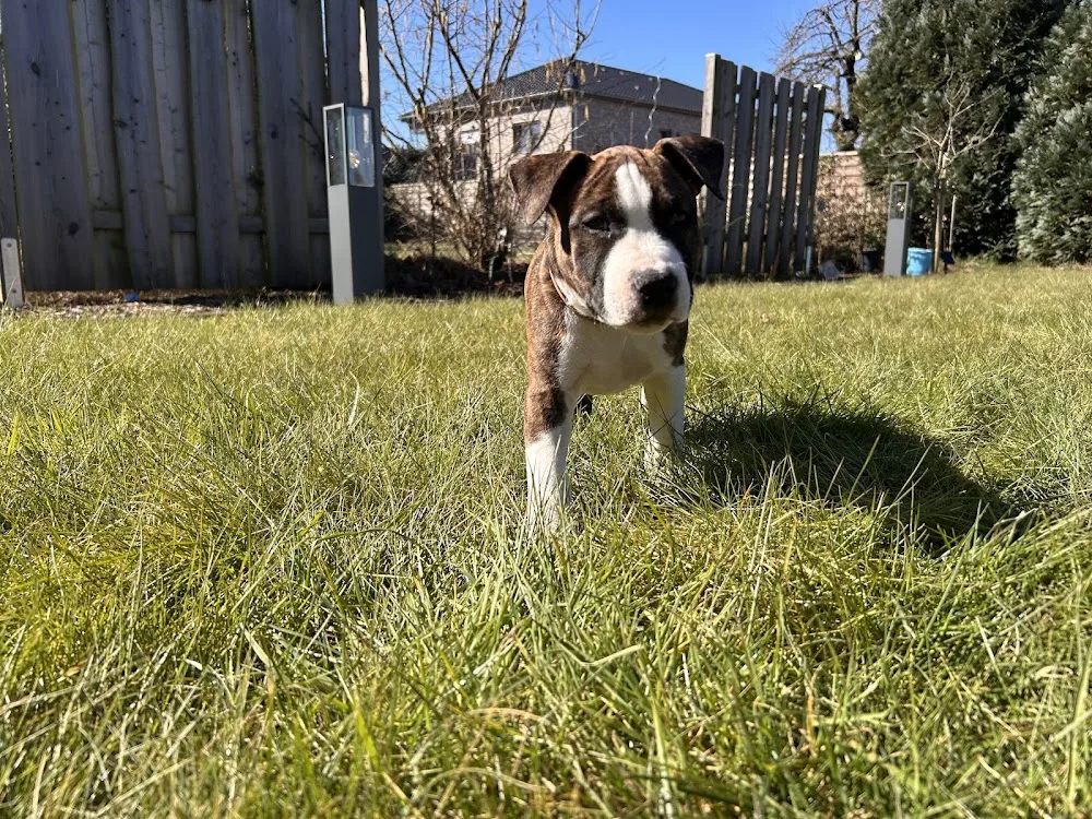 Bo Bandit Kennel American Staffordshire Terrier Zucht VDH/DCBT - Duderstadt pet otel