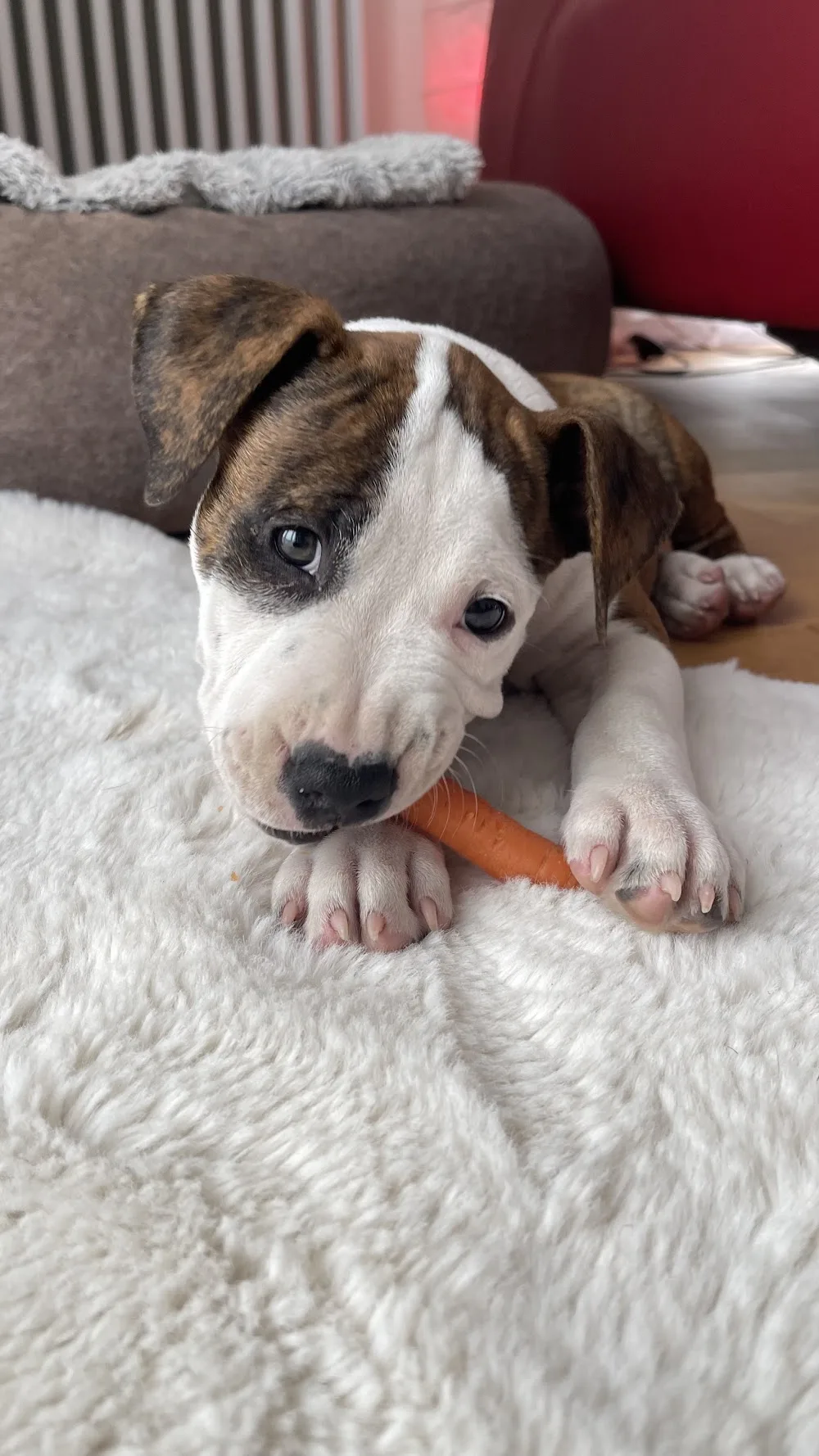 Bo Bandit Kennel American Staffordshire Terrier Zucht VDH/DCBT - Duderstadt pet otel görseli 3
