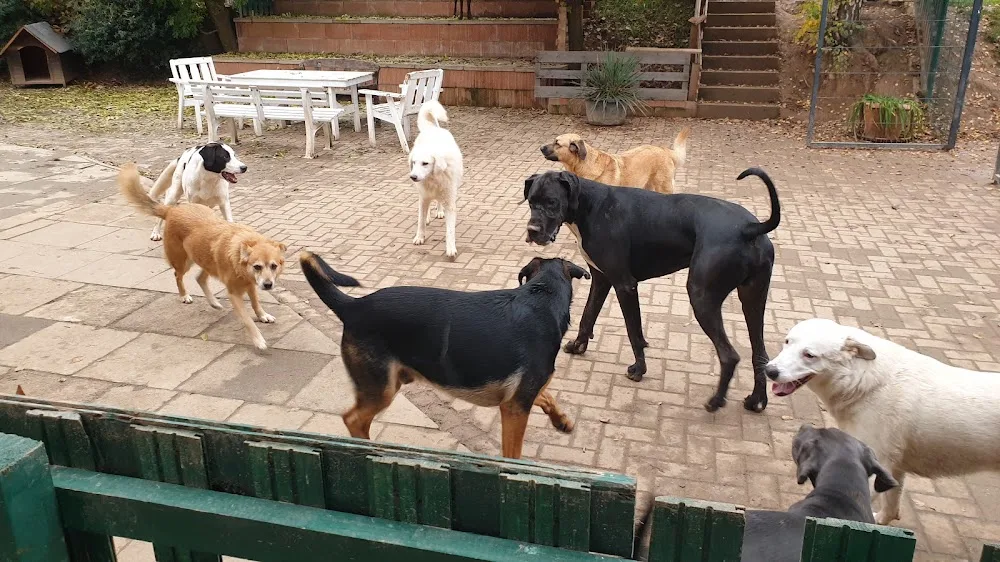 Die Bunte Hundescheune Doreen Bellstedt - Duderstadt pet otel