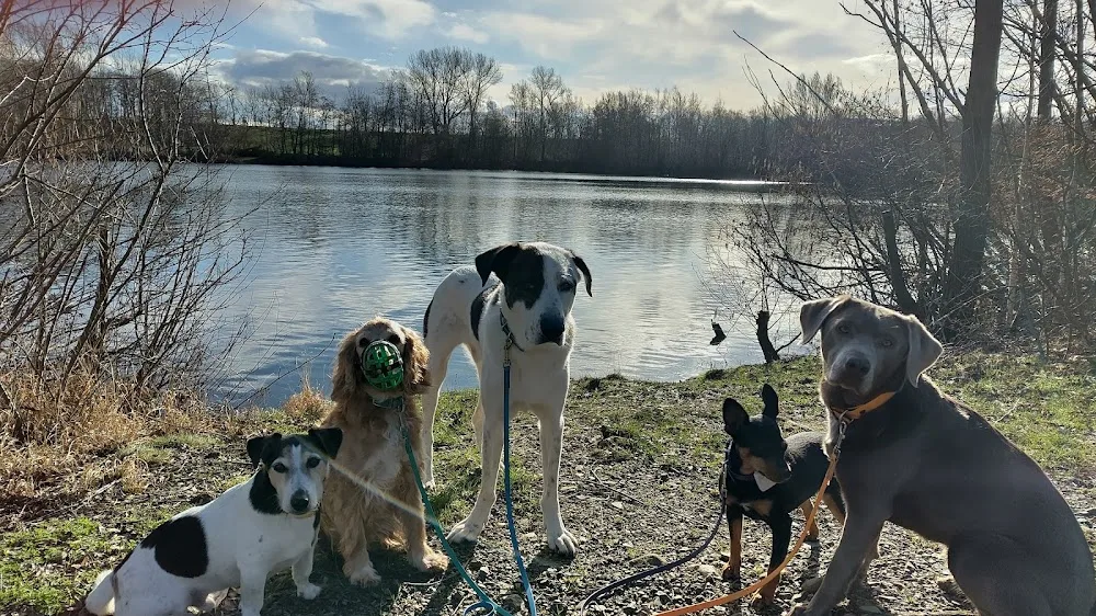 Hundehotel Björn - Duderstadt pet otel görseli 3