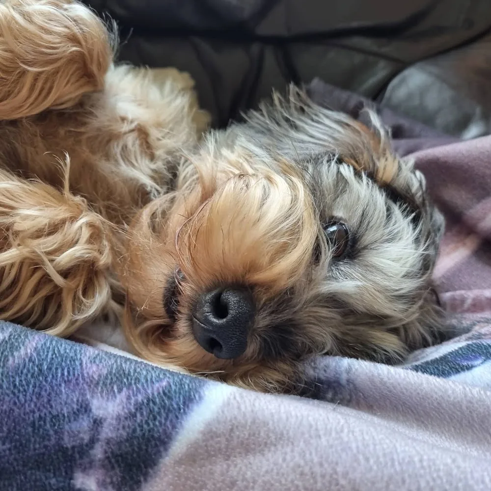 Hundepension ZwergenNest - Duderstadt pet otel görseli 3
