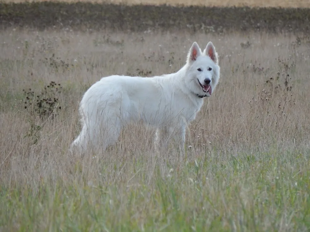 Winterfell - Pension und Hundeschule - Duderstadt pet otel görseli 3