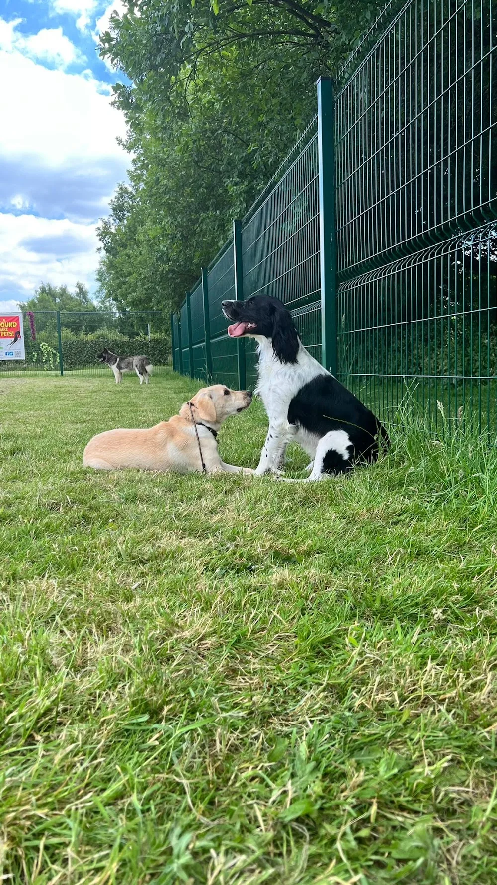 Broadmarsh Kennels & Cattery - Dudley pet otel görseli 3