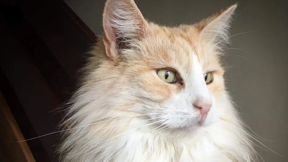 Cox Green Cattery - Dudley pet otel