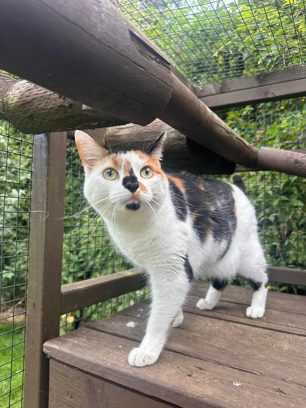 Cox Green Cattery - Dudley pet otel görseli 3