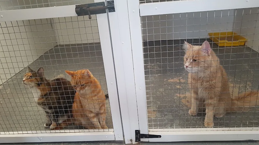 Hickmerelands Cattery - Dudley pet otel