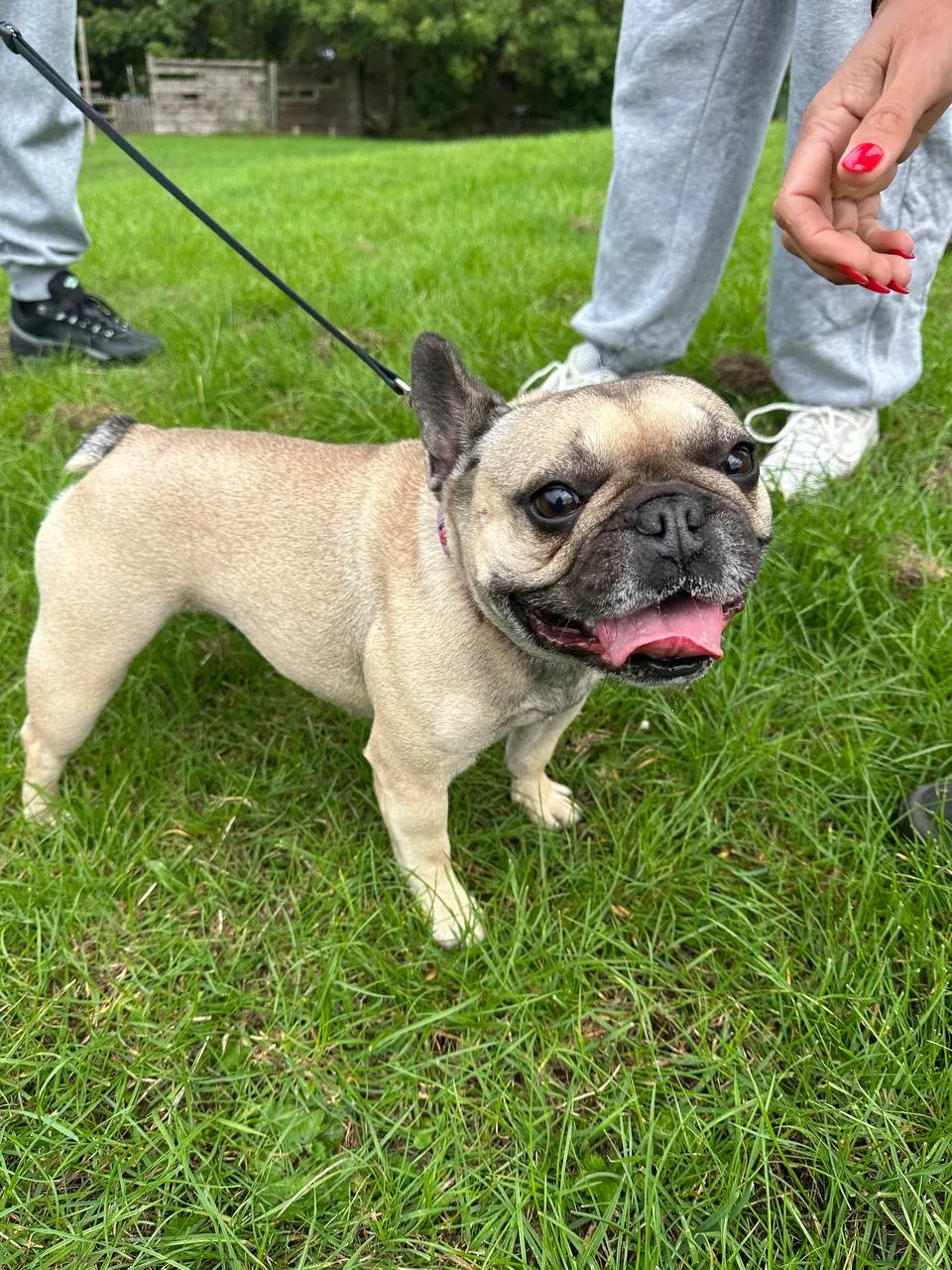 Supreme Pet Sitting And Boarding - Dudley pet otel görseli 3