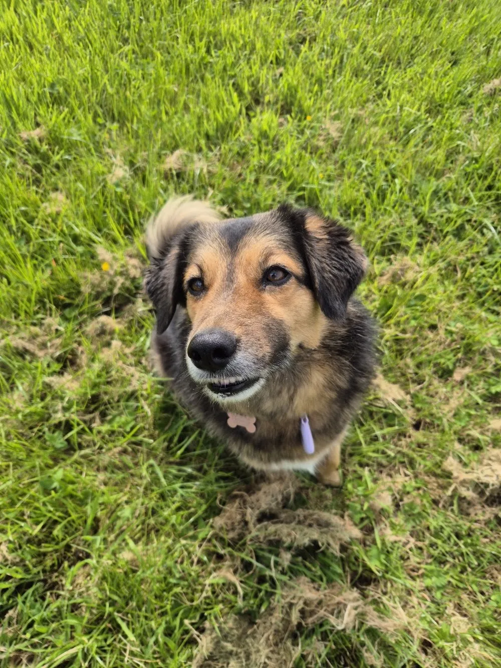 The Happy Dog Club - Dudley pet otel