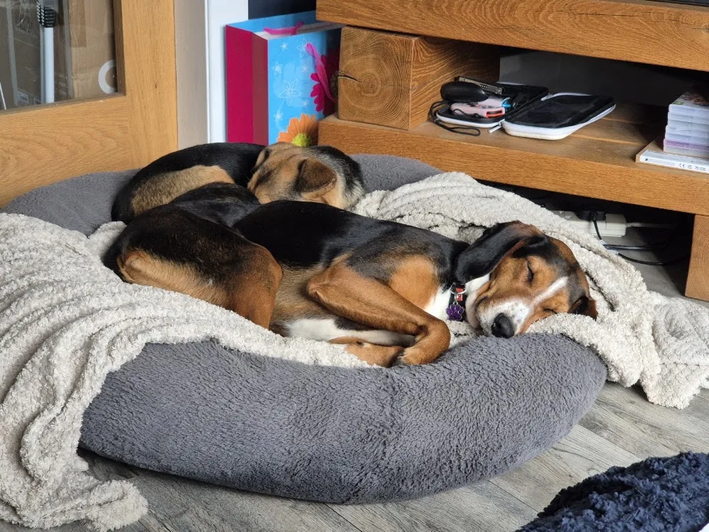 The Happy Dog Club - Dudley pet otel görseli 3