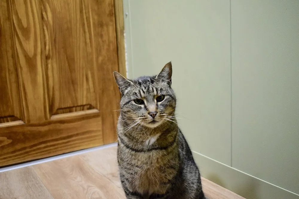 Tudor House Luxury Cat Hotel - Dudley pet otel