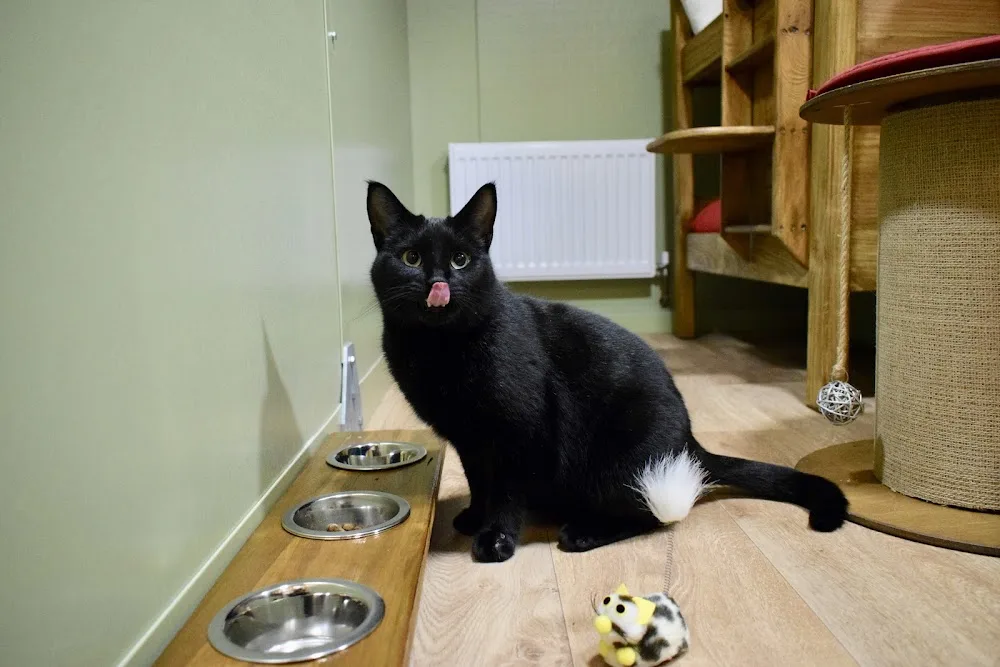 Tudor House Luxury Cat Hotel - Dudley pet otel görseli 3