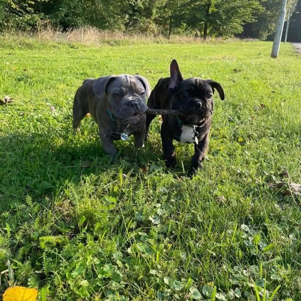 Dierenhotel Betuwse Weide Heteren - Duiven pet otel görseli 5