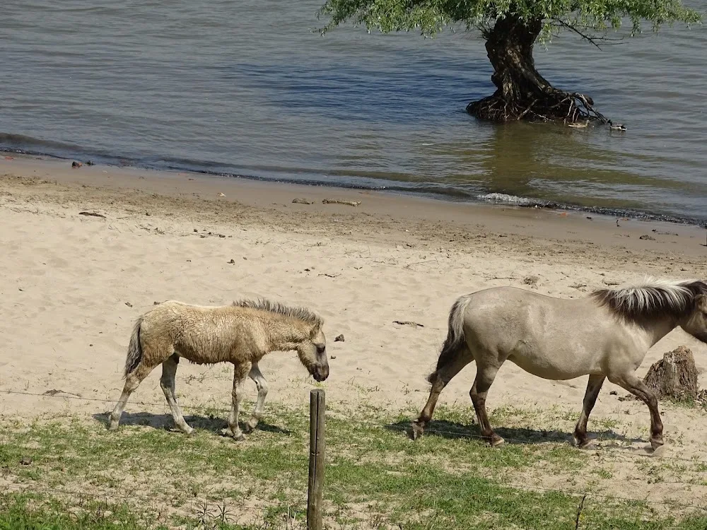 Dierenpension De Berk - Duiven pet otel