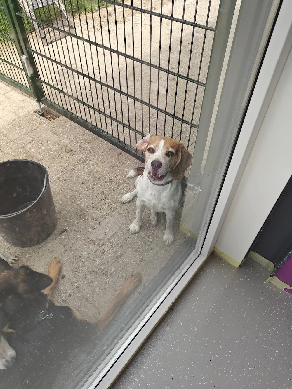 Dierenpension 'De Bongerd' - Duiven pet otel görseli 3