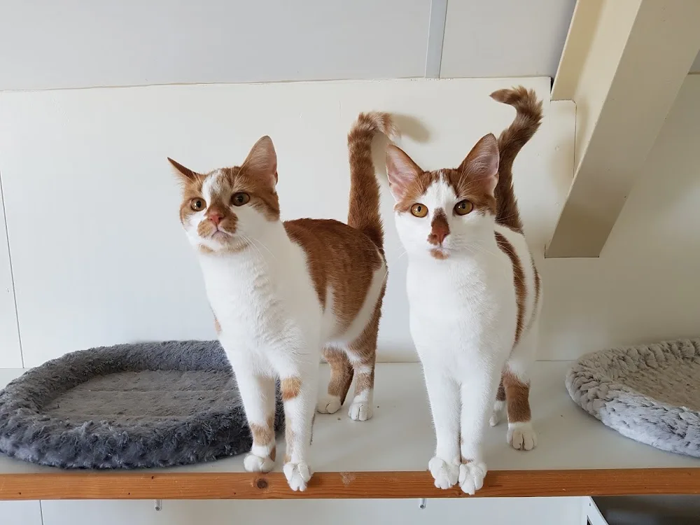 Dierenpension Quimper - Duiven pet otel