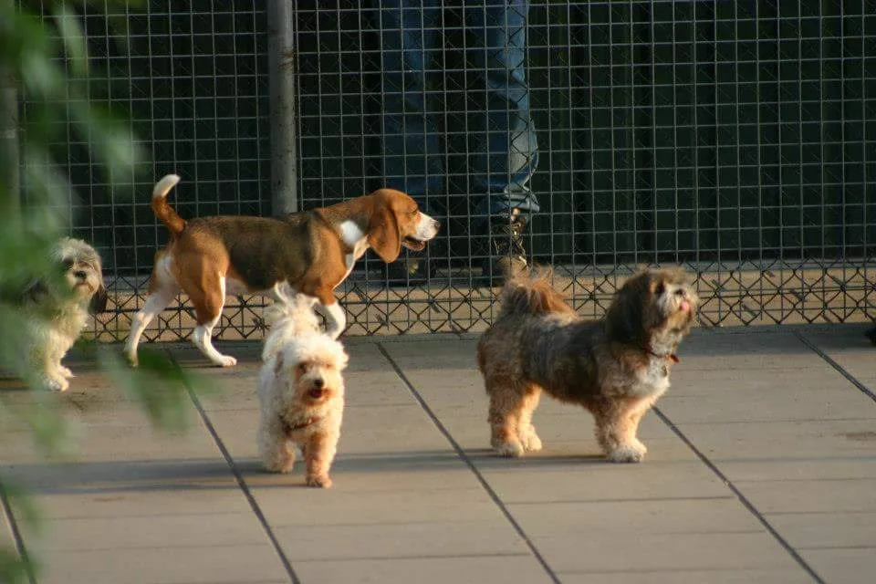 Dierenpension Quimper - Duiven pet otel görseli 3