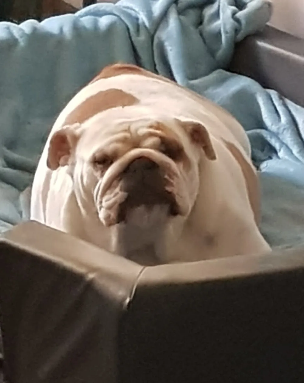 honden en kattenpension dierenpension Jetdogs - Duiven pet otel