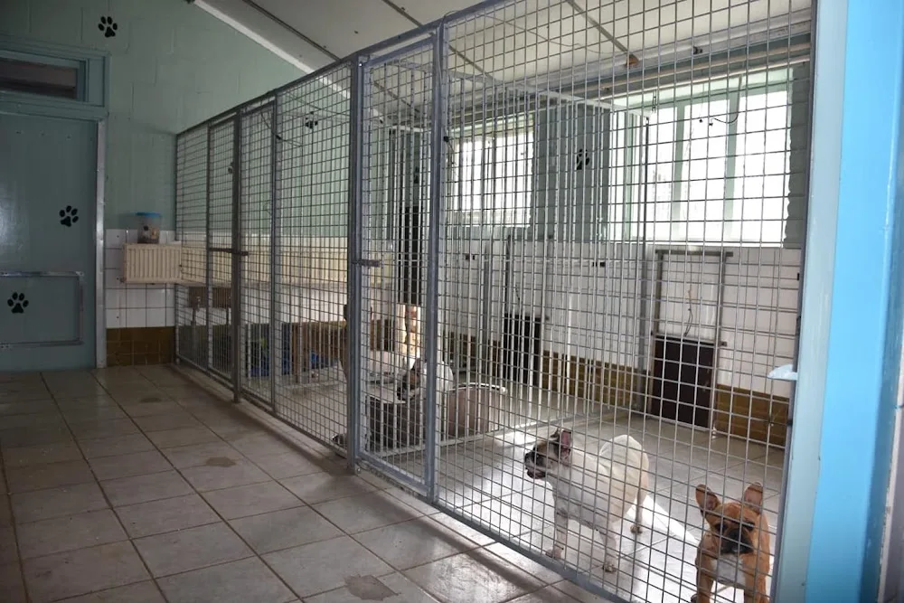 honden en kattenpension dierenpension Jetdogs - Duiven pet otel görseli 3
