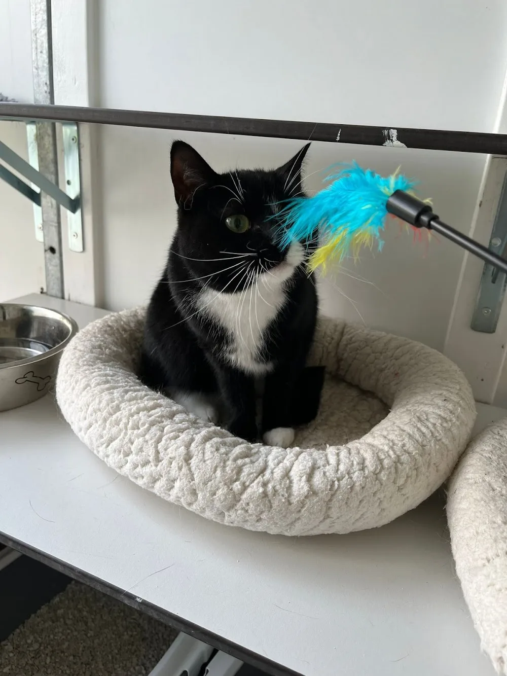 Kattenhotel Alles is liefde - Duiven pet otel