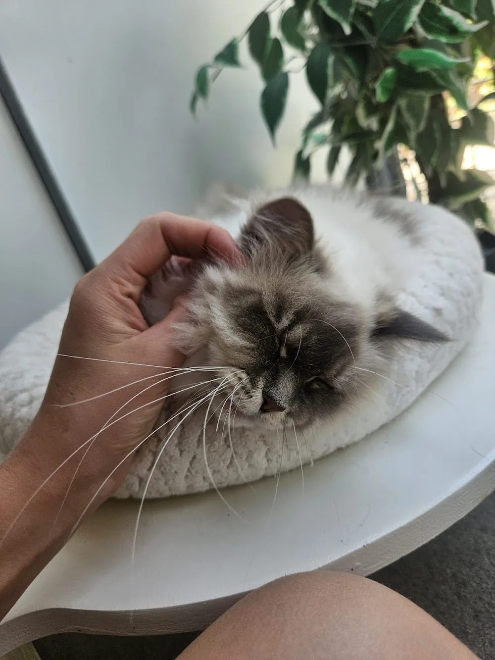 Kattenhotel Alles is liefde - Duiven pet otel görseli 3