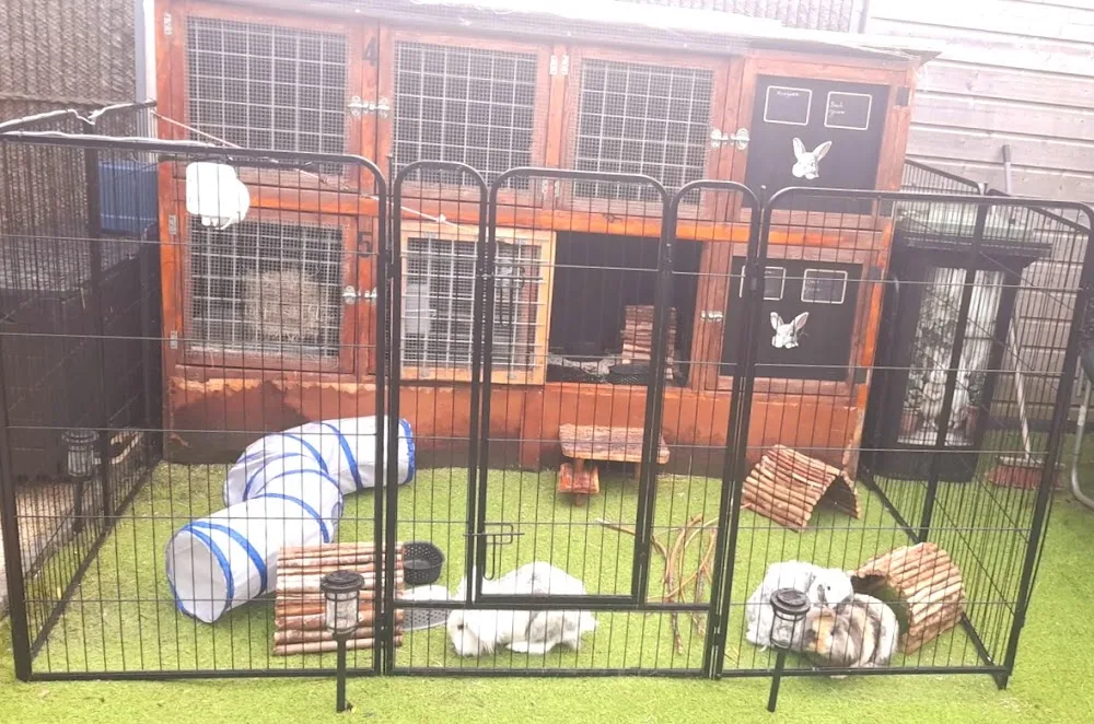 Konijnenpension Duiven - vakantieopvang konijnen & cavia's Gelderland konijnenopvang dierenpension - Duiven pet otel görseli 3