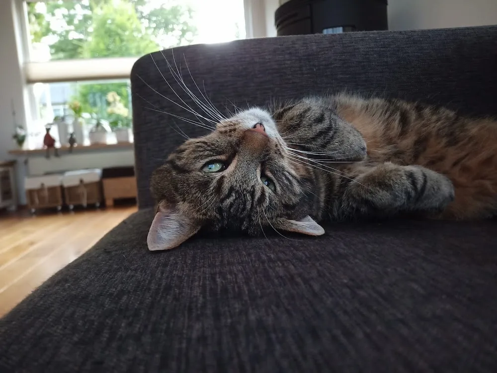 Linda’s kattenhotel - Duiven pet otel görseli 3