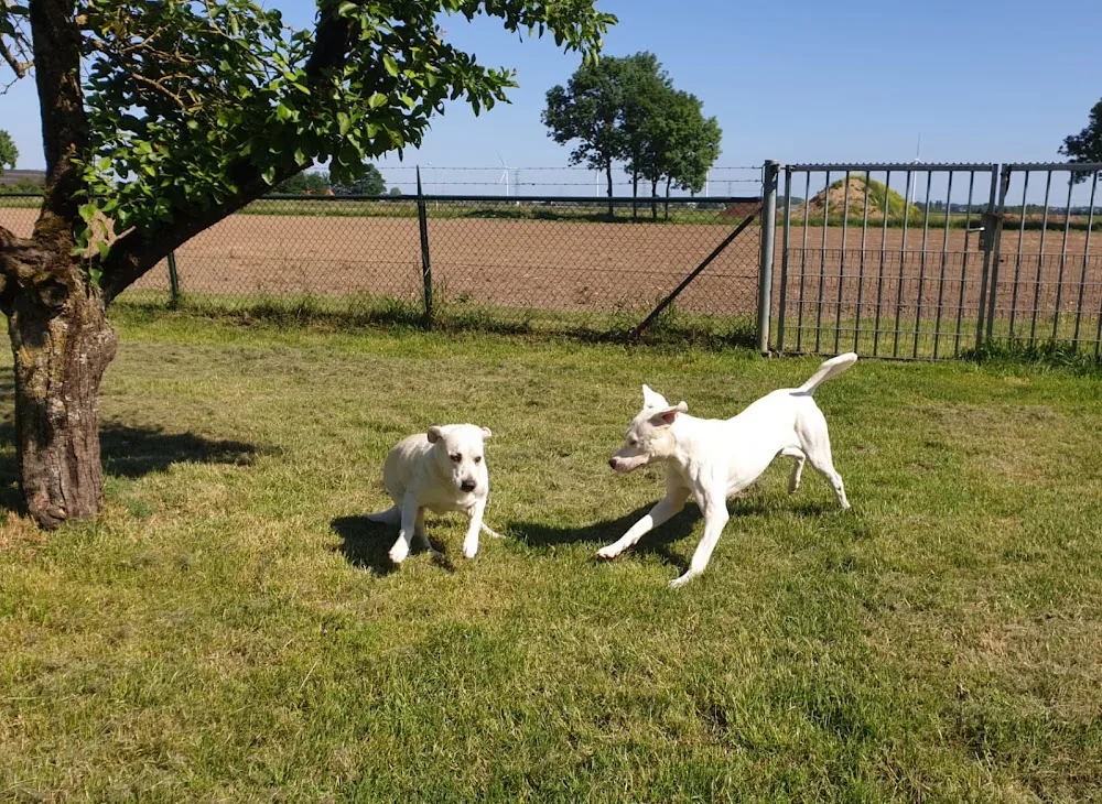 't Klooster Dierenpension - Duiven pet otel