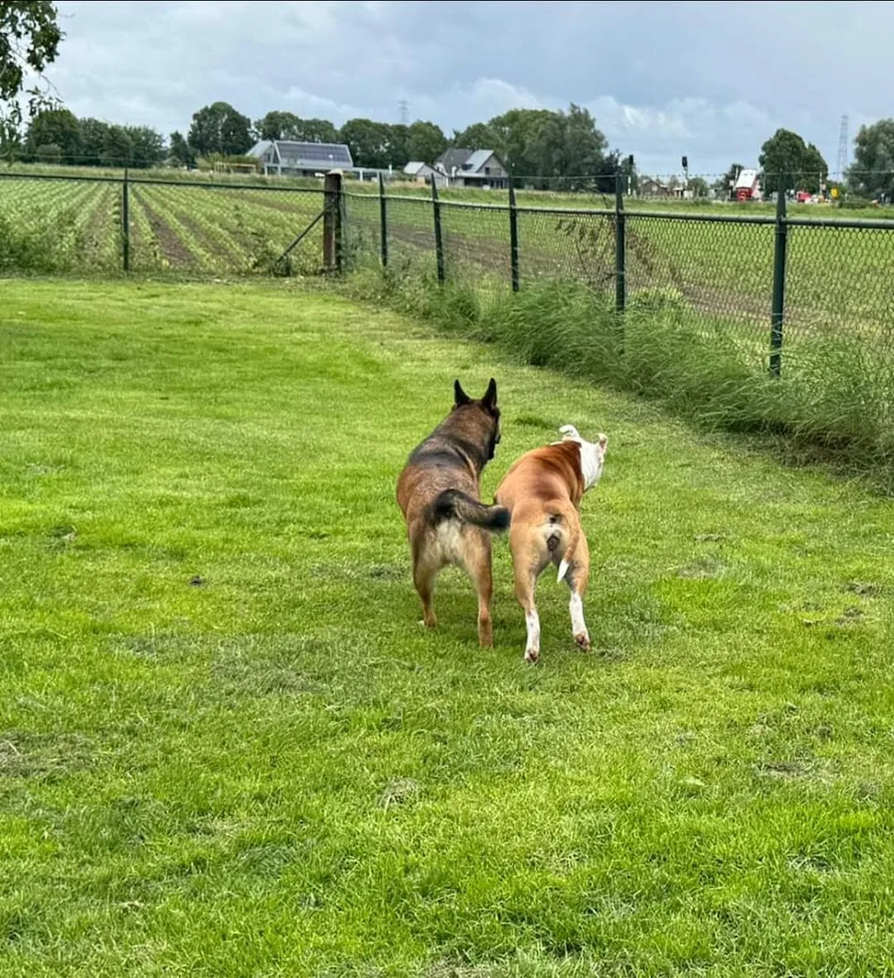 't Klooster Dierenpension - Duiven pet otel görseli 3
