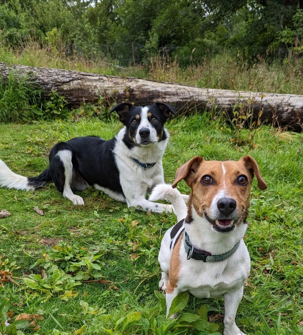 Blackwood Boarding Kennels - Dumfries and Galloway pet otel