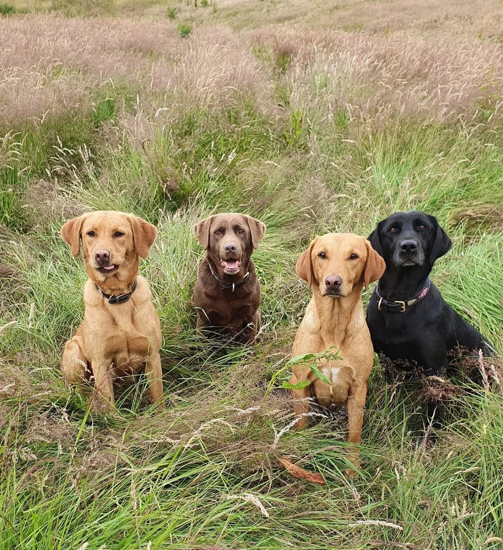 Blackwood Boarding Kennels - Dumfries and Galloway pet otel görseli 3